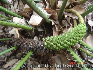 Encephalartos whitelockii