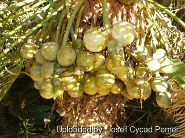 Cycas lane-poolei