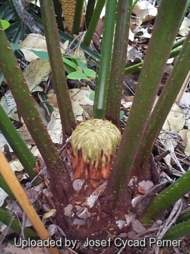 Cycas simplicipinna