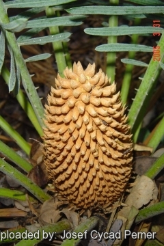 Cycas sp. Kimbolton