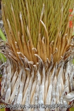 Cycas pectinata