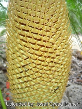 Cycas pectinata