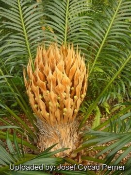 Cycas seemannii