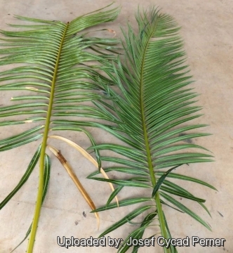 Cycas neocaledonica