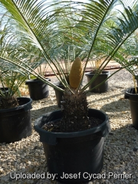 Cycas wadei