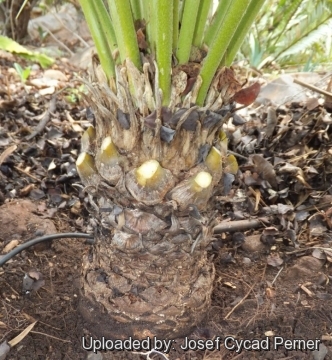 Microcycas calocoma