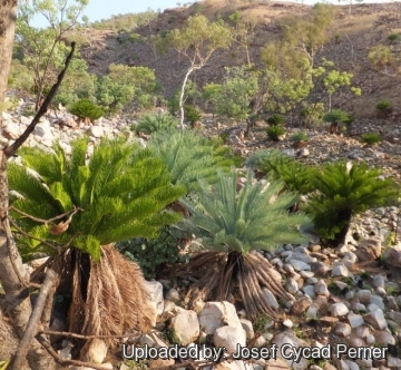 Cycas pruinosa