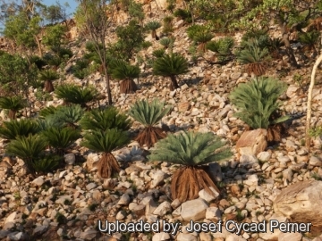 Cycas pruinosa