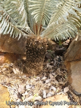 Cycas basaltica