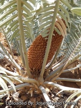 Cycas basaltica