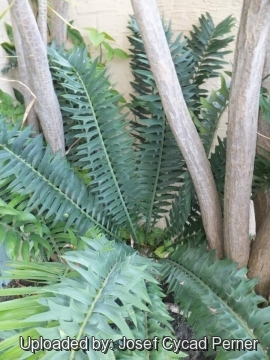 Encephalartos arenarius