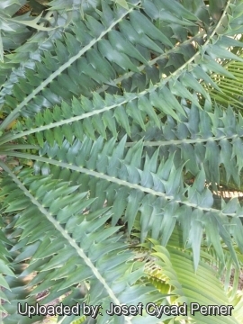 Encephalartos arenarius