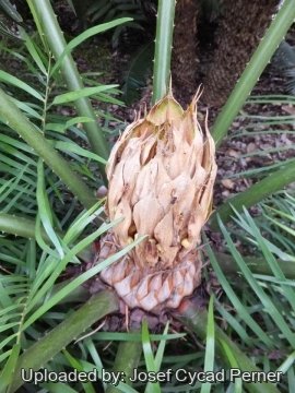 Cycas bougainvilleana