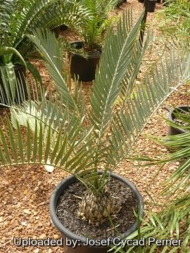 Encephalartos eugene-maraisii