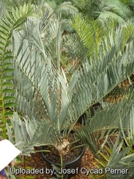 Encephalartos middelburgensis