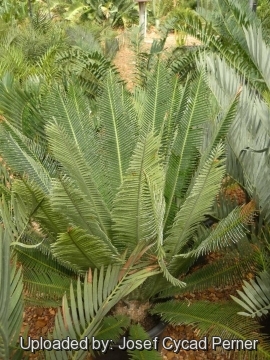 Dioon merolae