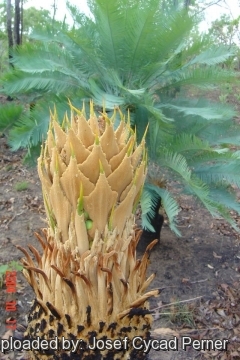 Cycas canalis