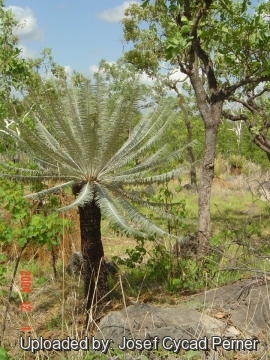 Cycas calcicola