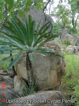 Cycas conferta