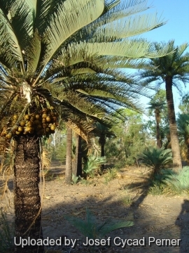 Cycas angulata