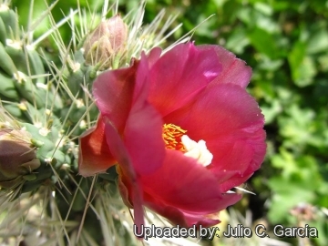 Cylindropuntia rosea