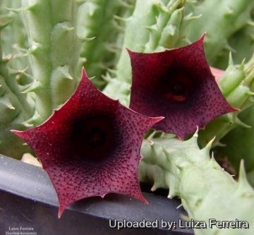 Huernia keniensis