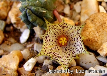 Huernia kennedyana