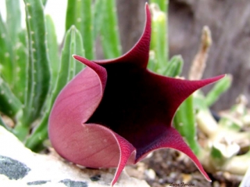 Stapelia leendertziae