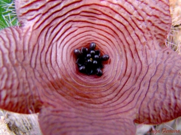 Stapelia clavicorona