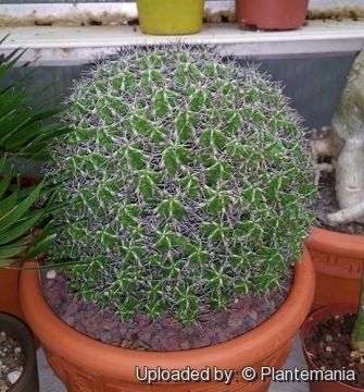 Euphorbia mitriformis