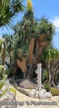 Beaucarnea stricta