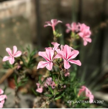Pachypodium succulentum