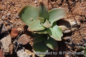 Bulbine brunsvigiifolia