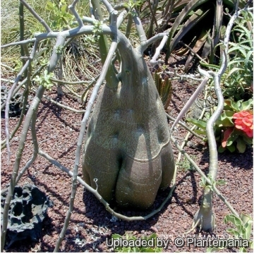 Adenia venenata