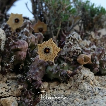 Huernia namaquensis