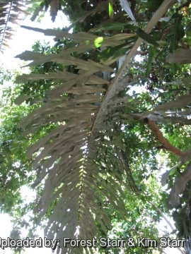 Arenga undulatifolia
