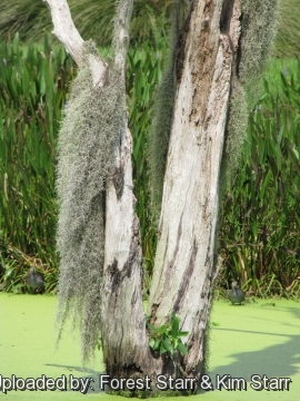 Tillandsia usneoides