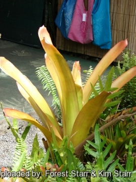 Aechmea blanchetiana