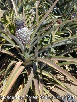 Ananas comosus