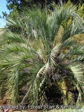 Butia capitata