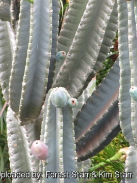 Cereus hildmannianus