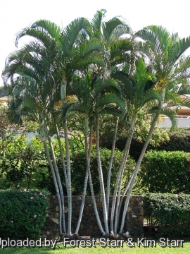 Dypsis lutescens