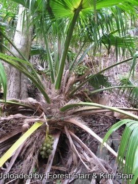 Pritchardia glabrata
