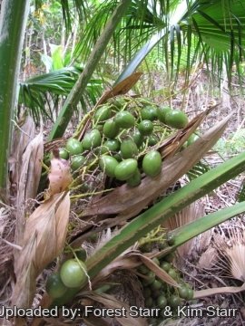 Pritchardia glabrata