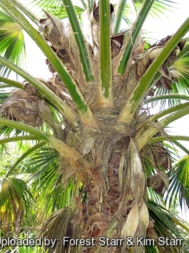 Pritchardia munroi