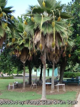 Pritchardia thurstonii