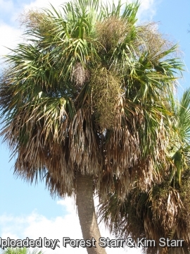 Sabal palmetto