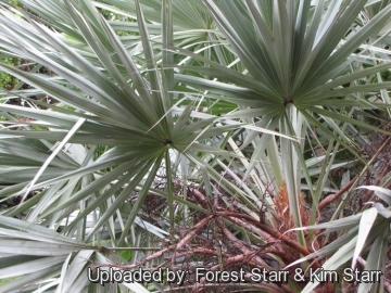 Serenoa repens f. glauca