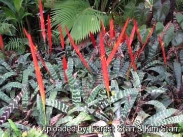 Vriesea splendens