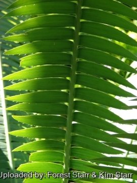 Dioon spinulosum